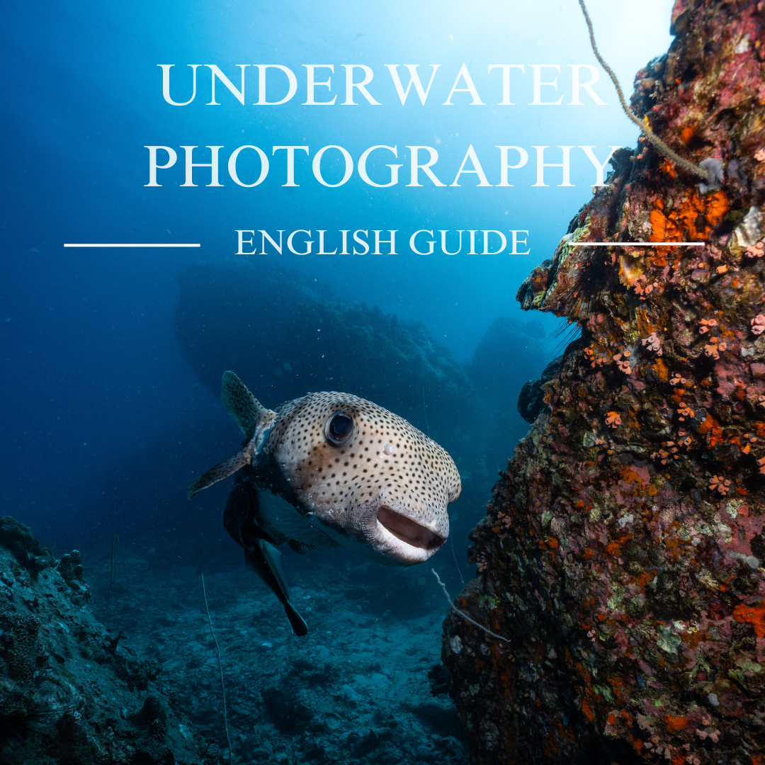 Underwater Photography Guide