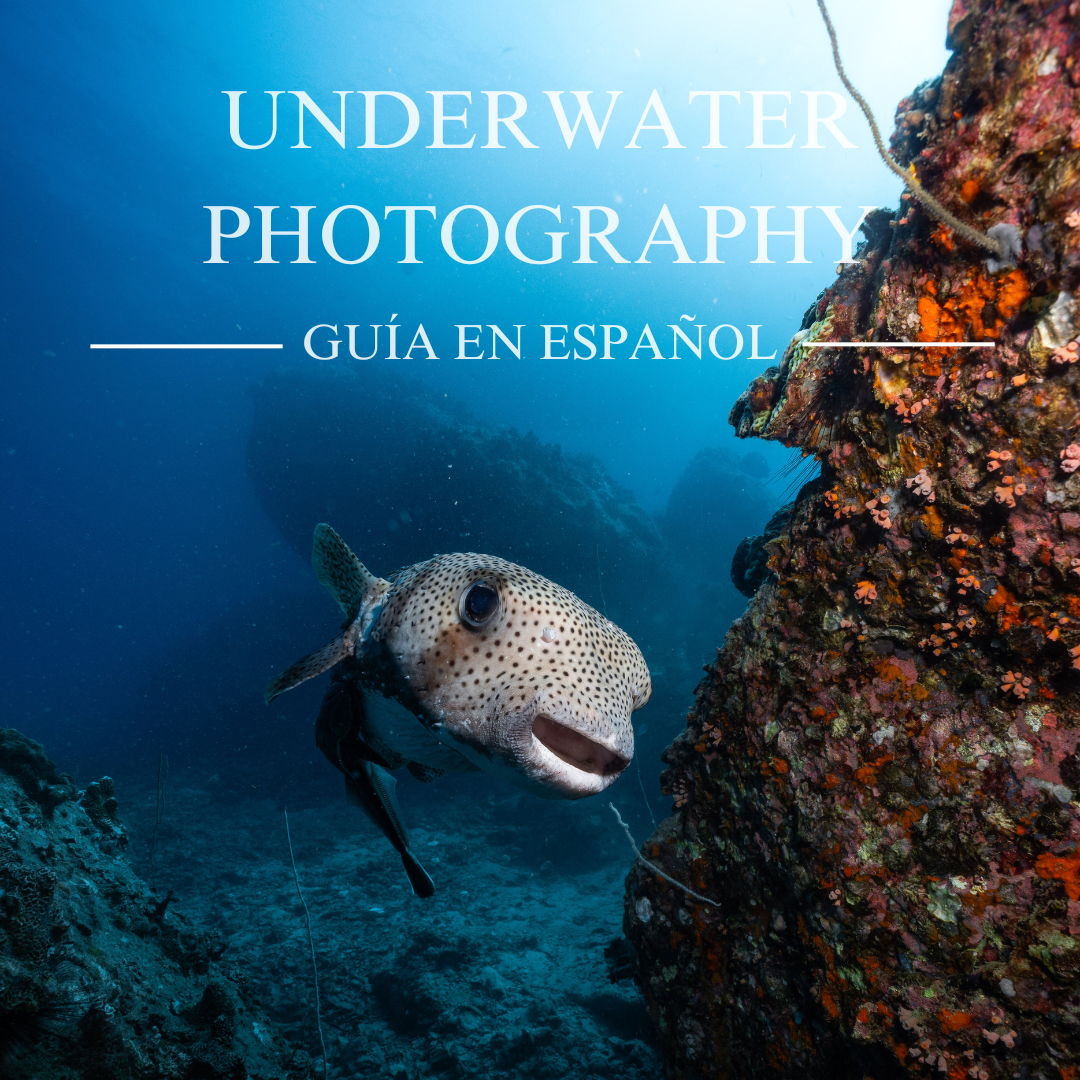 Guía de fotografía subacuática