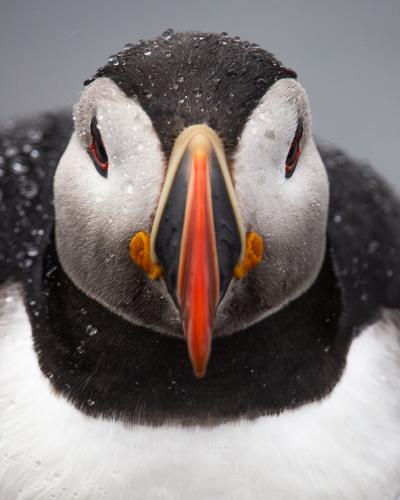 IvanMoix Puffins July2023